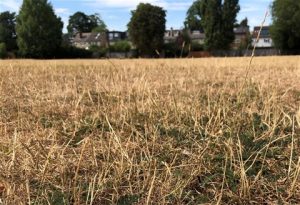 Bomen planten tegen de droogte!